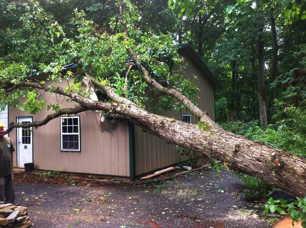 Emergency Tree Service