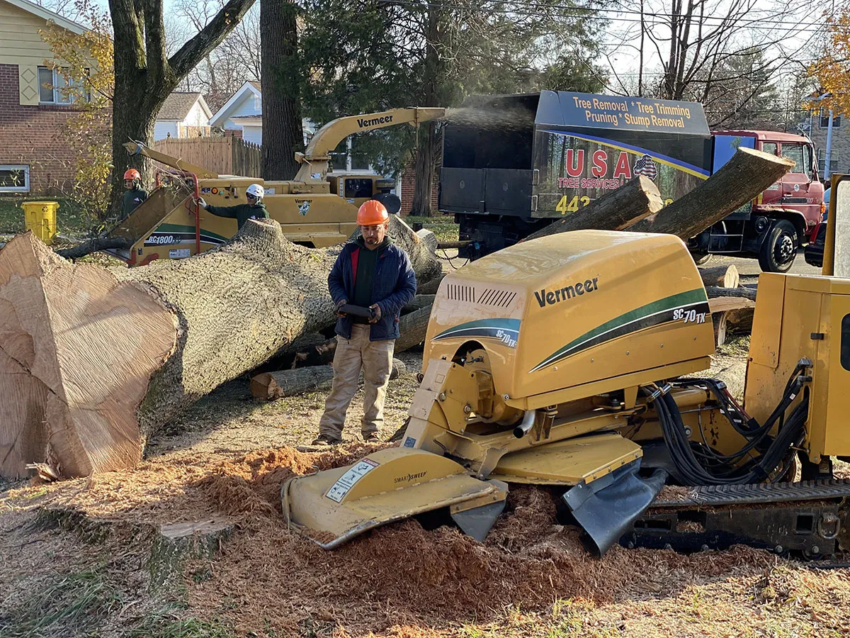 Yard Cleanup after tree removal