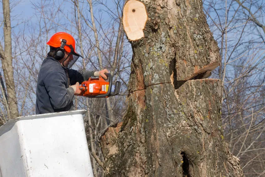 Hiring a tree service