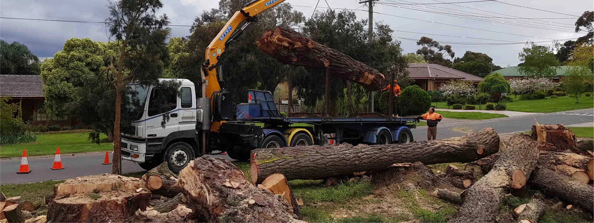 Tree Removal Cost in Maryland